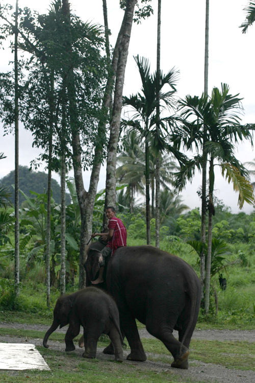 Elephant Hills-Thailand-11A-Photo Mademoiselle Le K-copyright 2013