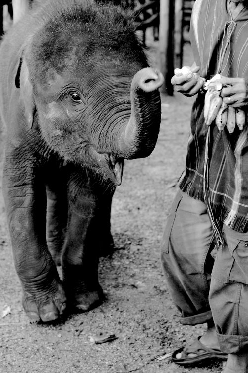 Elephant Hills-Thailand-16-Photo Mademoiselle Le K-copyright 2013