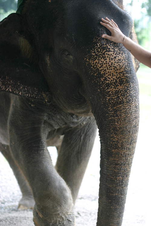 Elephant Hills-Thailand-2A-Photo Mademoiselle Le K-copyright 2013