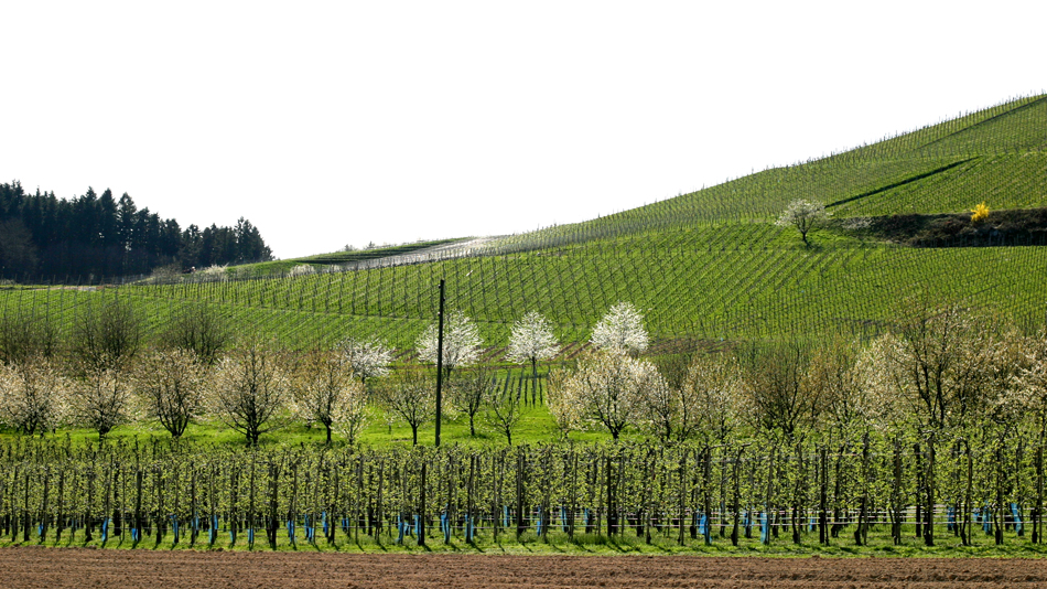 Germany-Bade-Wutemberg-Sharzwald-Black Forest-Vineyards-1-Photo ©Mademoiselle Le K