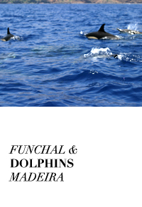 Funchal-Swimming with Dolphins-Poncha-By Mademoiselle Le K