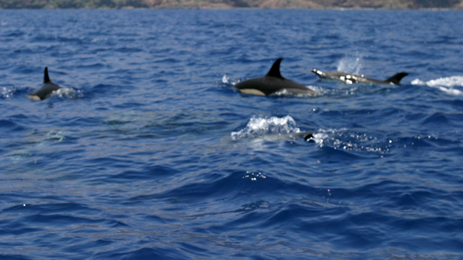 Madeira-Portugal-Funchal-Dolphin-Watching-Boat-Trip-1-Photo ©Mademoiselle Le K.
